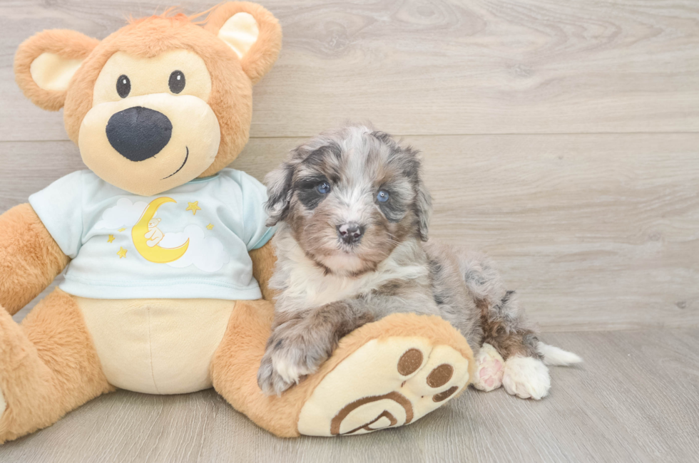 5 week old Mini Bernedoodle Puppy For Sale - Puppy Love PR