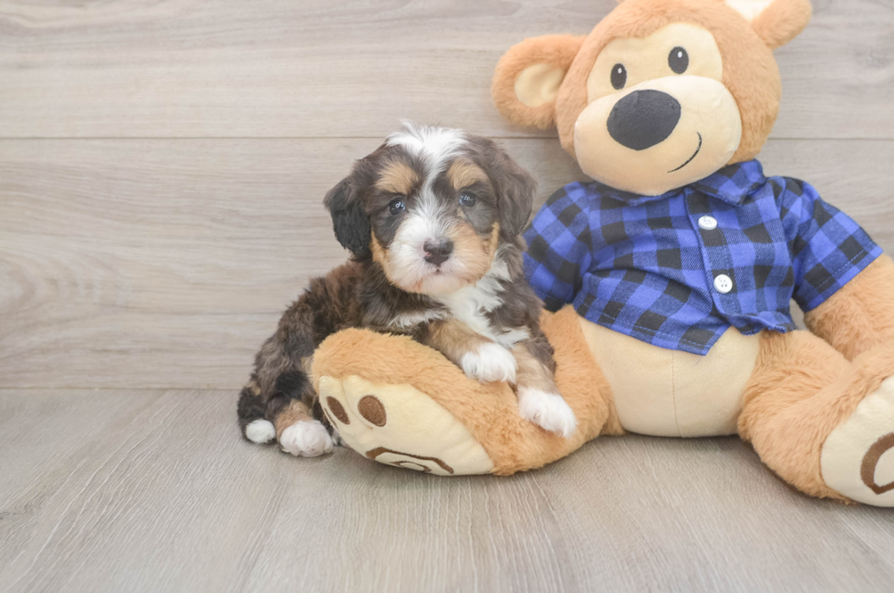 5 week old Mini Bernedoodle Puppy For Sale - Puppy Love PR