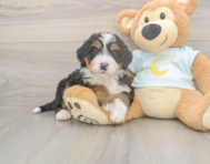5 week old Mini Bernedoodle Puppy For Sale - Puppy Love PR