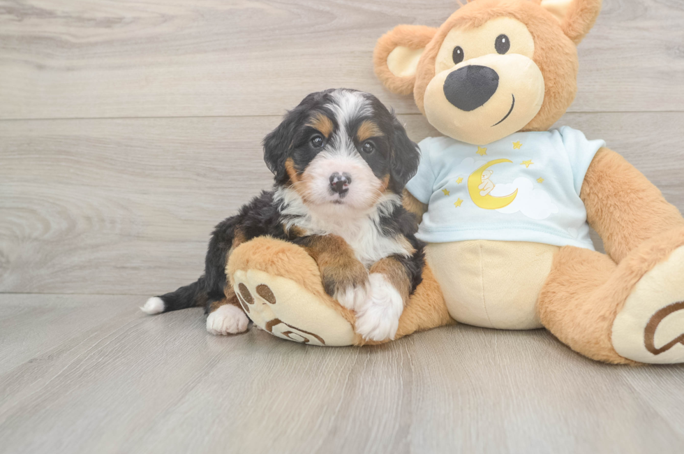 5 week old Mini Bernedoodle Puppy For Sale - Puppy Love PR