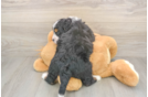 Petite Mini Bernedoodle Poodle Mix Pup