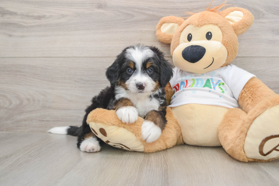 Petite Mini Bernedoodle Poodle Mix Pup