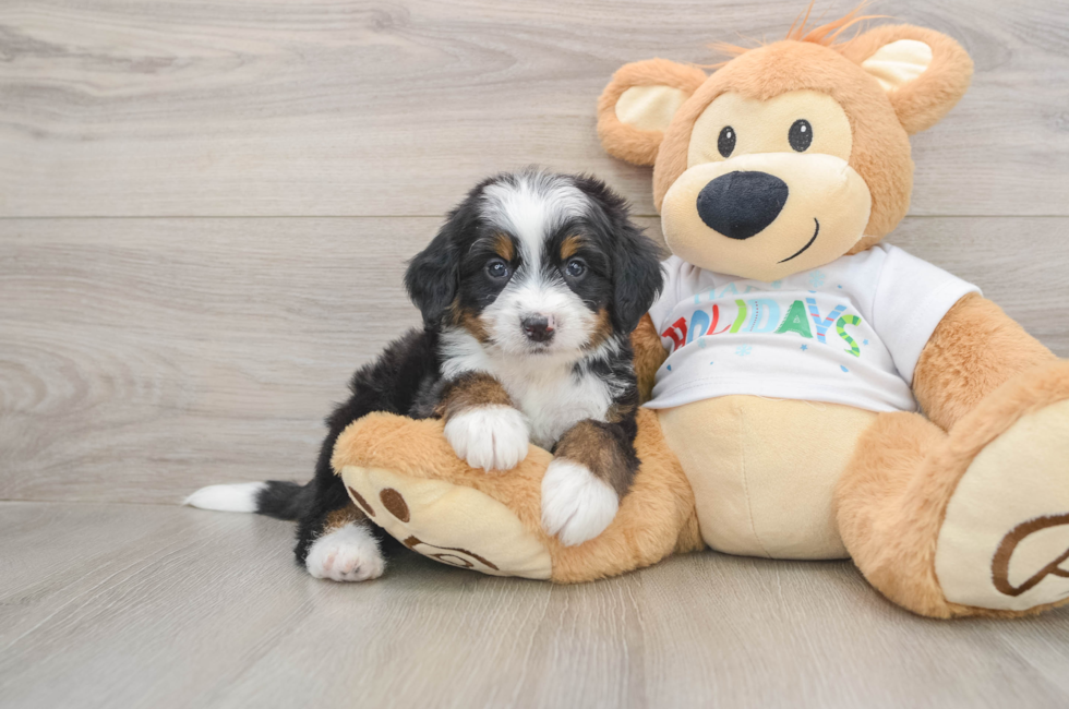 5 week old Mini Bernedoodle Puppy For Sale - Puppy Love PR
