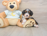 5 week old Mini Bernedoodle Puppy For Sale - Puppy Love PR