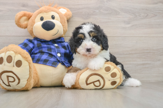 Mini Bernedoodle Puppy for Adoption