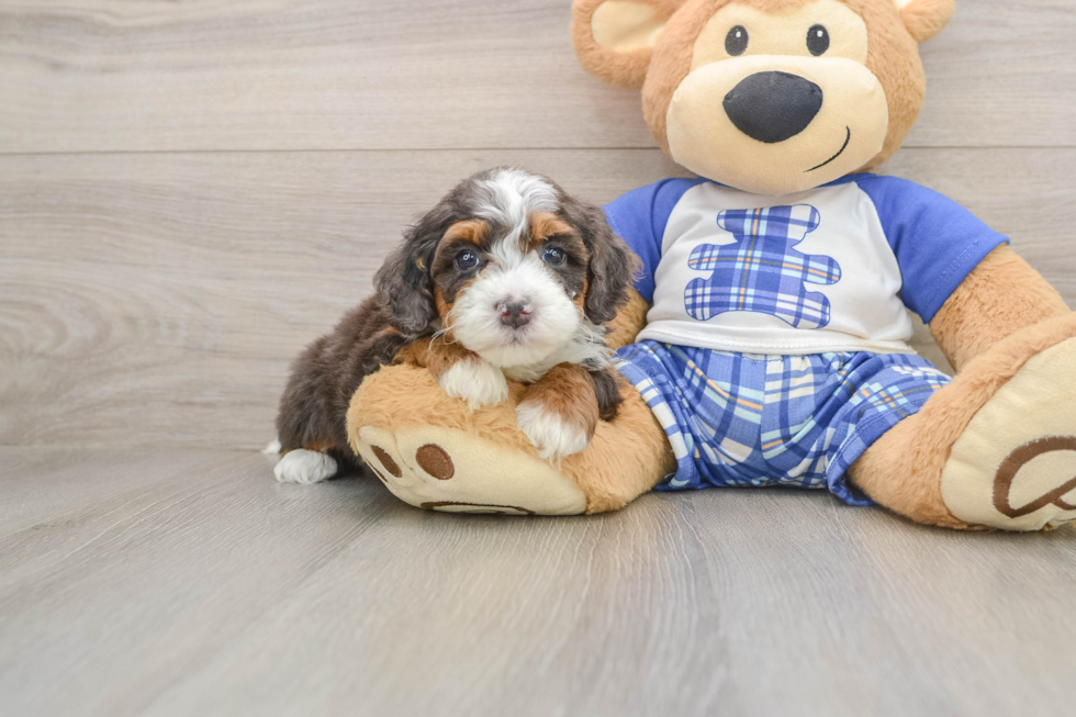 Best Mini Bernedoodle Baby