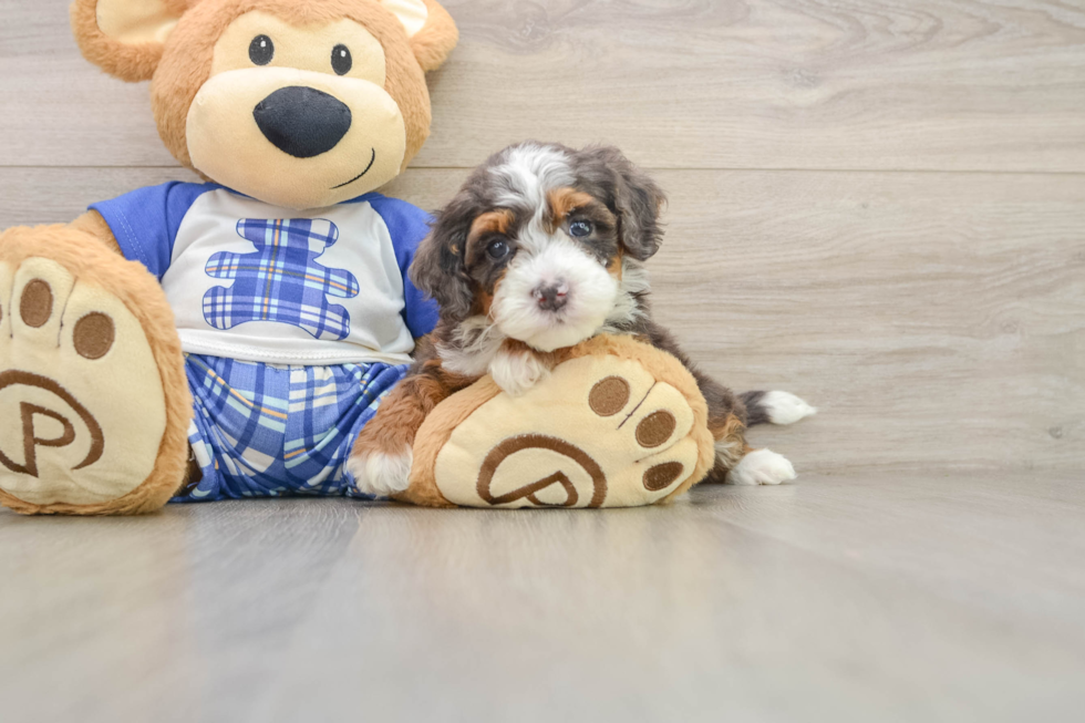 Mini Bernedoodle Pup Being Cute