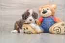 Mini Bernedoodle Pup Being Cute