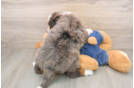 Best Mini Bernedoodle Baby
