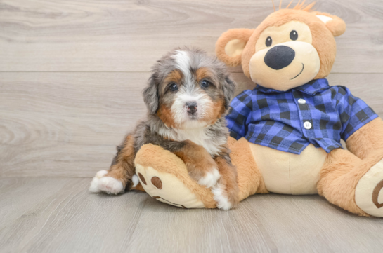 DENALI, a Mini Bernedoodle littermate