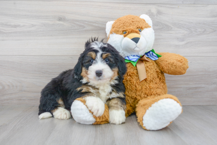 Meet Denver - our Mini Bernedoodle Puppy Photo 1/3 - Puppy Love PR Mini Bernedoodle Puppy for Adoption