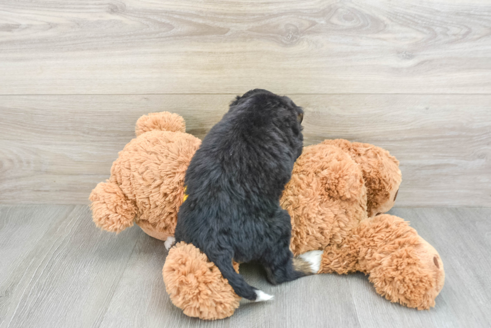 Mini Bernedoodle Pup Being Cute