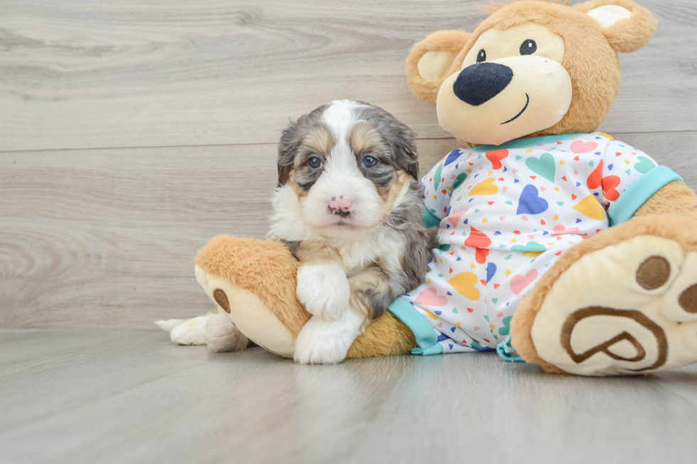 Mini Bernedoodle Pup Being Cute