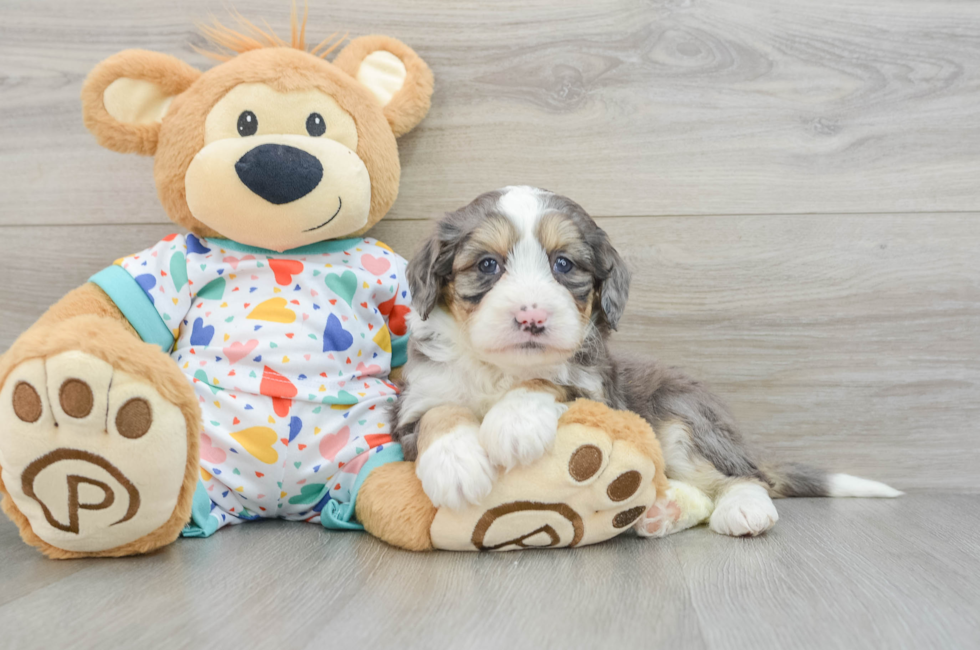 6 week old Mini Bernedoodle Puppy For Sale - Puppy Love PR