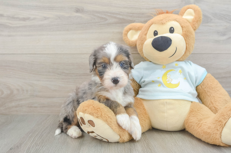 5 week old Mini Bernedoodle Puppy For Sale - Puppy Love PR