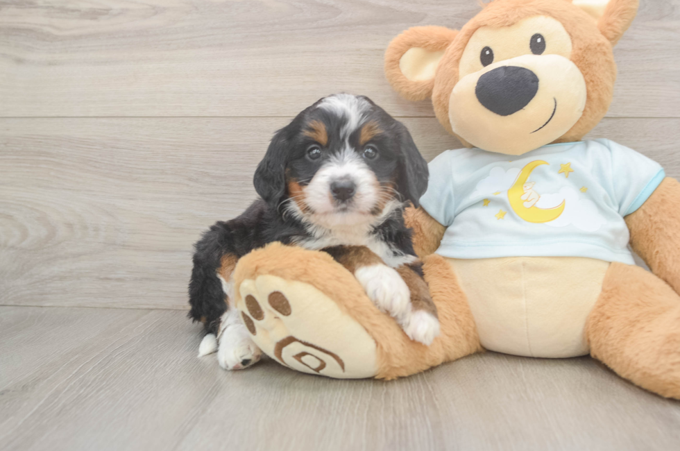5 week old Mini Bernedoodle Puppy For Sale - Puppy Love PR