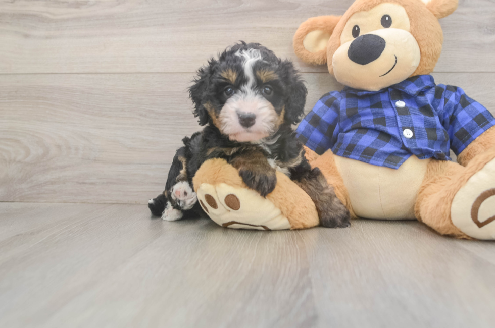 5 week old Mini Bernedoodle Puppy For Sale - Puppy Love PR