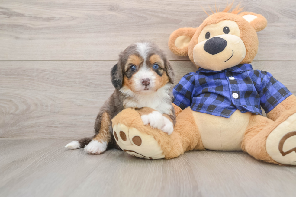 Sweet Mini Bernedoodle Baby