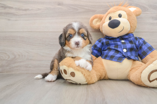 Sweet Mini Bernedoodle Baby