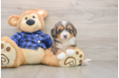 Best Mini Bernedoodle Baby