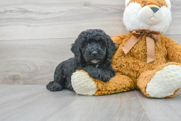 Meet Desi - our Mini Bernedoodle Puppy Photo 1/3 - Puppy Love PR Little Mini Berniedoodle Poodle Mix Puppy