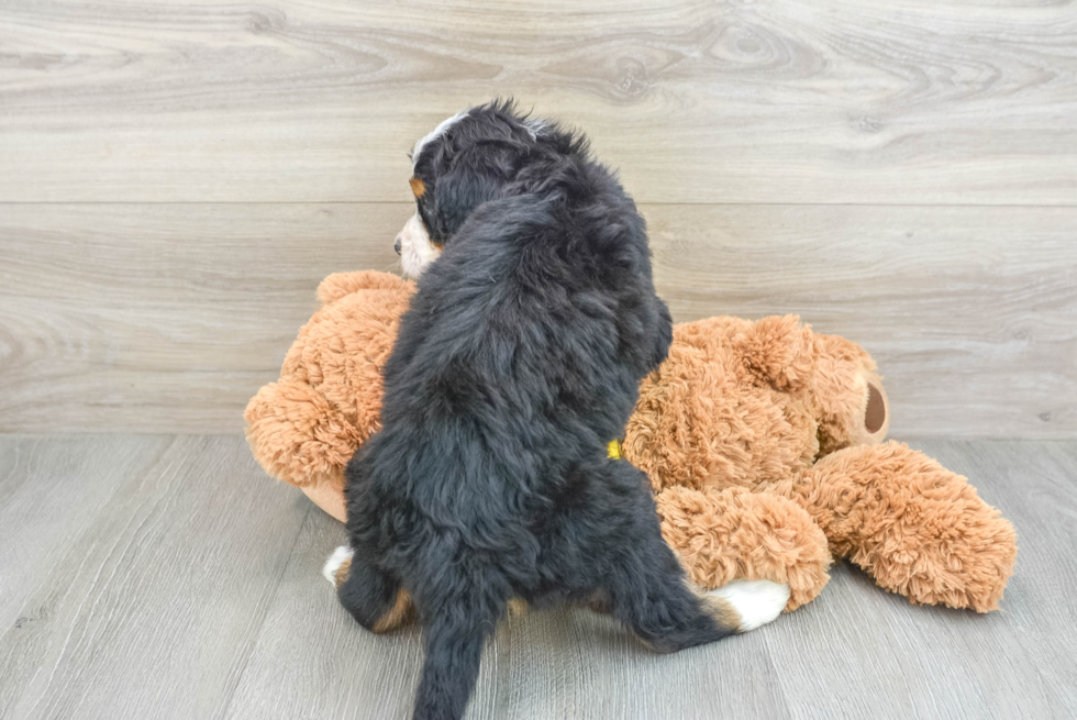 Best Mini Bernedoodle Baby