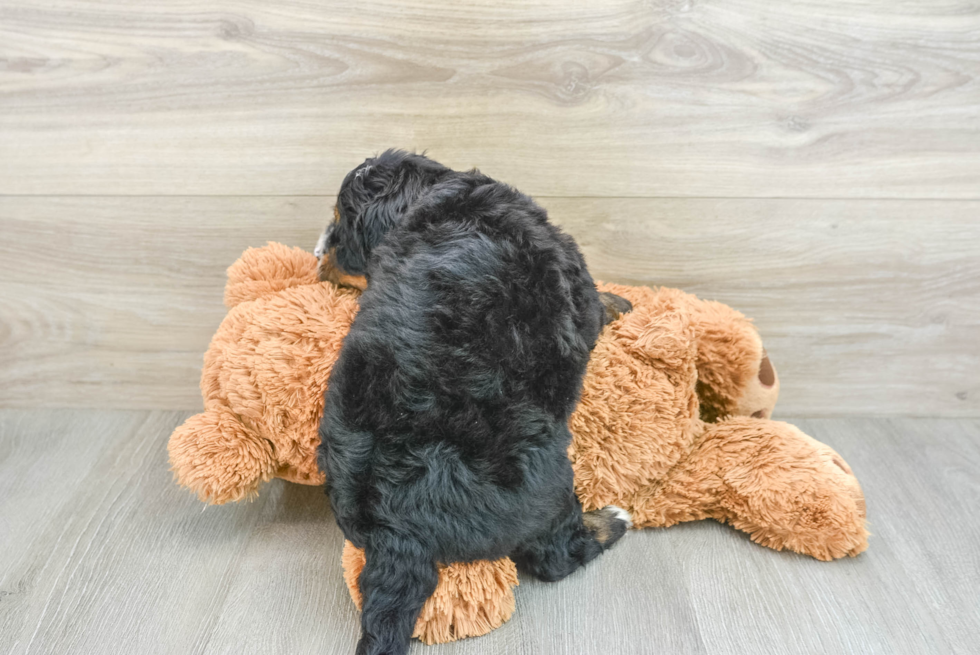 Smart Mini Bernedoodle Poodle Mix Pup