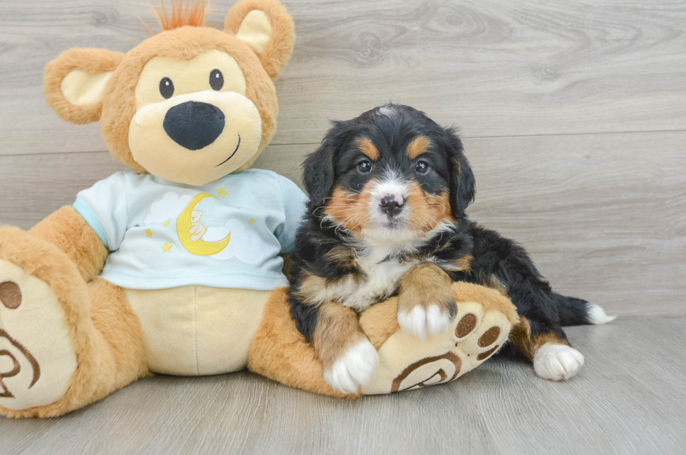 6 week old Mini Bernedoodle Puppy For Sale - Puppy Love PR