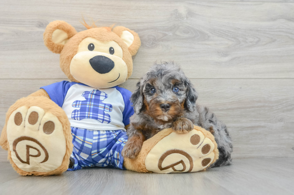 5 week old Mini Bernedoodle Puppy For Sale - Puppy Love PR