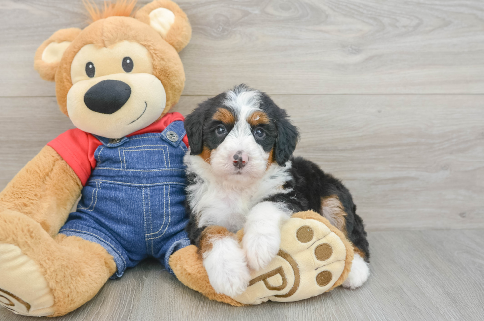 5 week old Mini Bernedoodle Puppy For Sale - Puppy Love PR