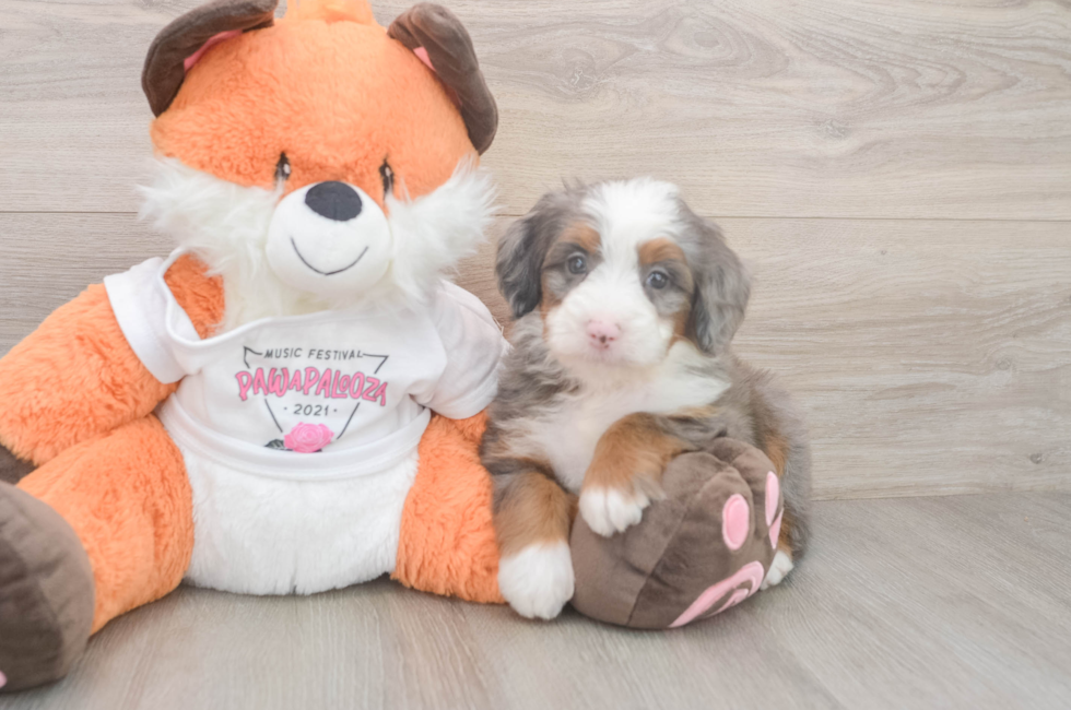 5 week old Mini Bernedoodle Puppy For Sale - Puppy Love PR