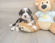 6 week old Mini Bernedoodle Puppy For Sale - Puppy Love PR