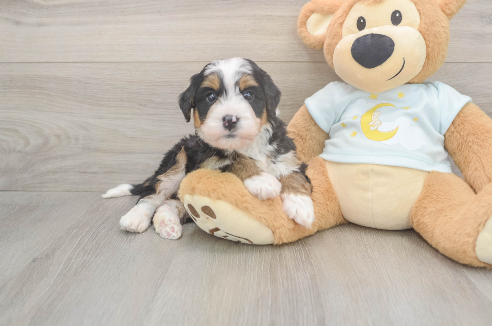 5 week old Mini Bernedoodle Puppy For Sale - Puppy Love PR