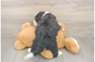 Mini Bernedoodle Puppy for Adoption