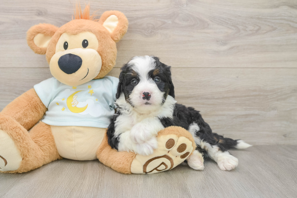 Cute Mini Bernedoodle Baby