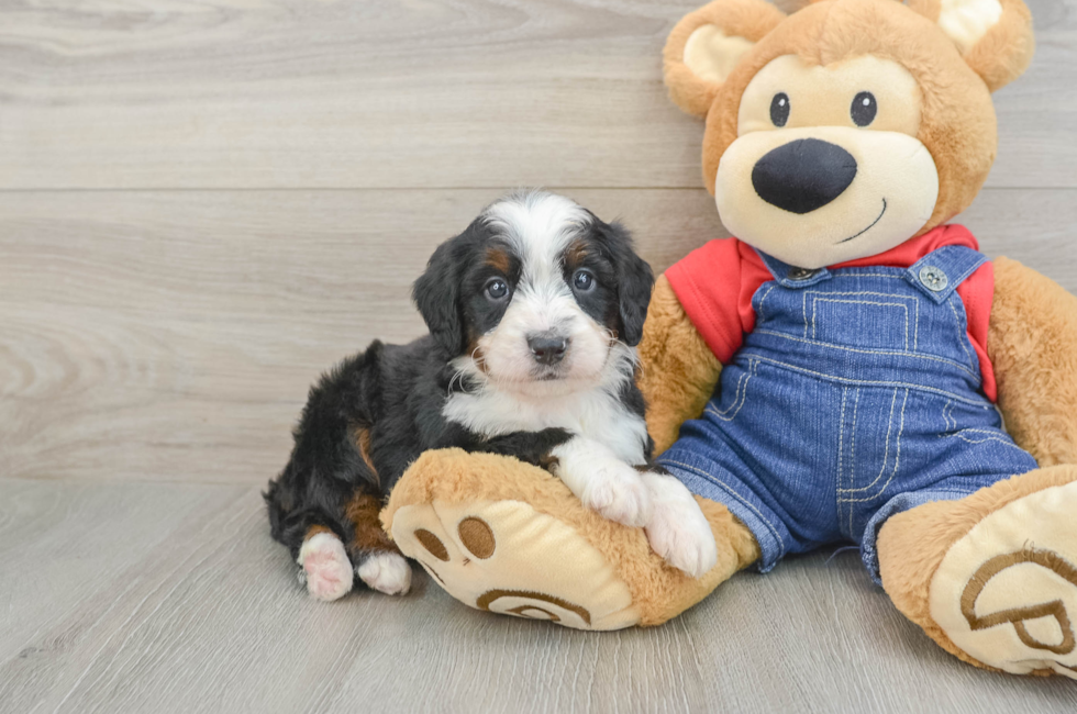 5 week old Mini Bernedoodle Puppy For Sale - Puppy Love PR