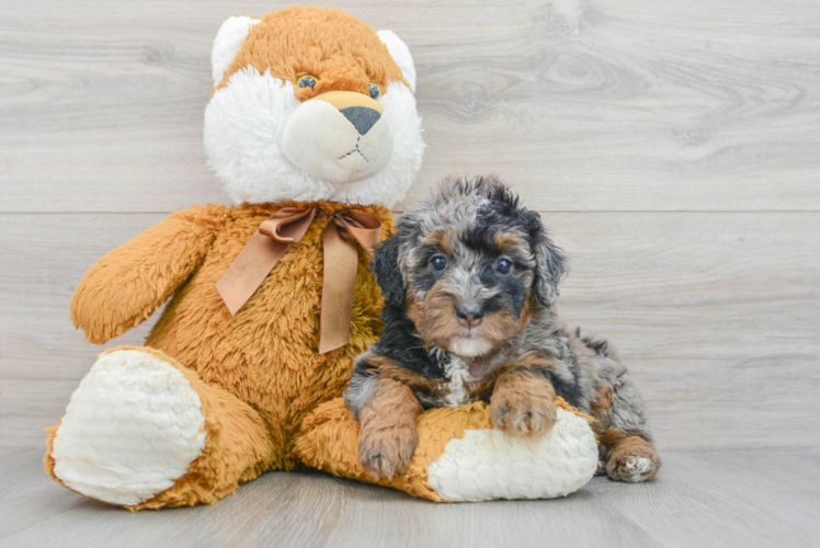 Meet Dianna - our Mini Bernedoodle Puppy Photo 1/3 - Puppy Love PR Mini Bernedoodle Puppy for Adoption