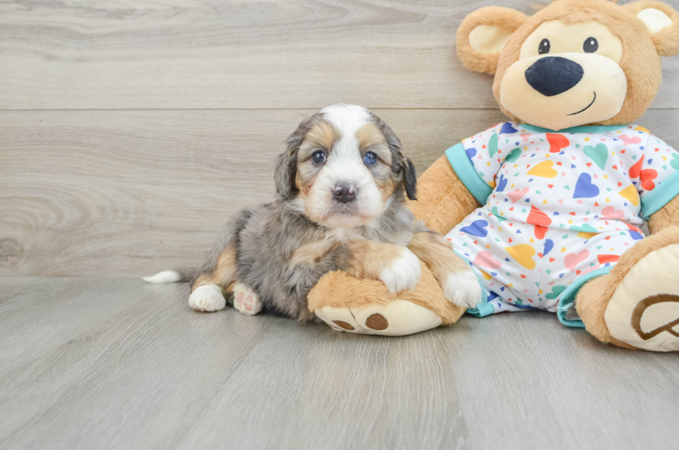 6 week old Mini Bernedoodle Puppy For Sale - Puppy Love PR