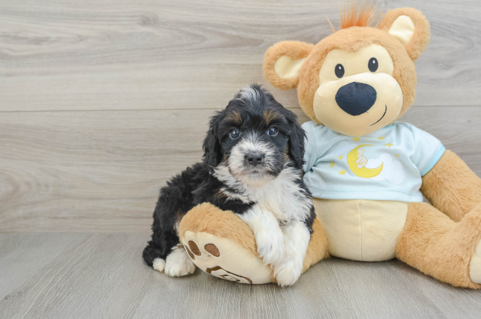 7 week old Mini Bernedoodle Puppy For Sale - Puppy Love PR