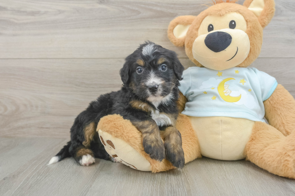 5 week old Mini Bernedoodle Puppy For Sale - Puppy Love PR