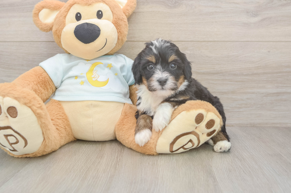 5 week old Mini Bernedoodle Puppy For Sale - Puppy Love PR