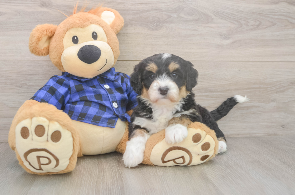 5 week old Mini Bernedoodle Puppy For Sale - Puppy Love PR