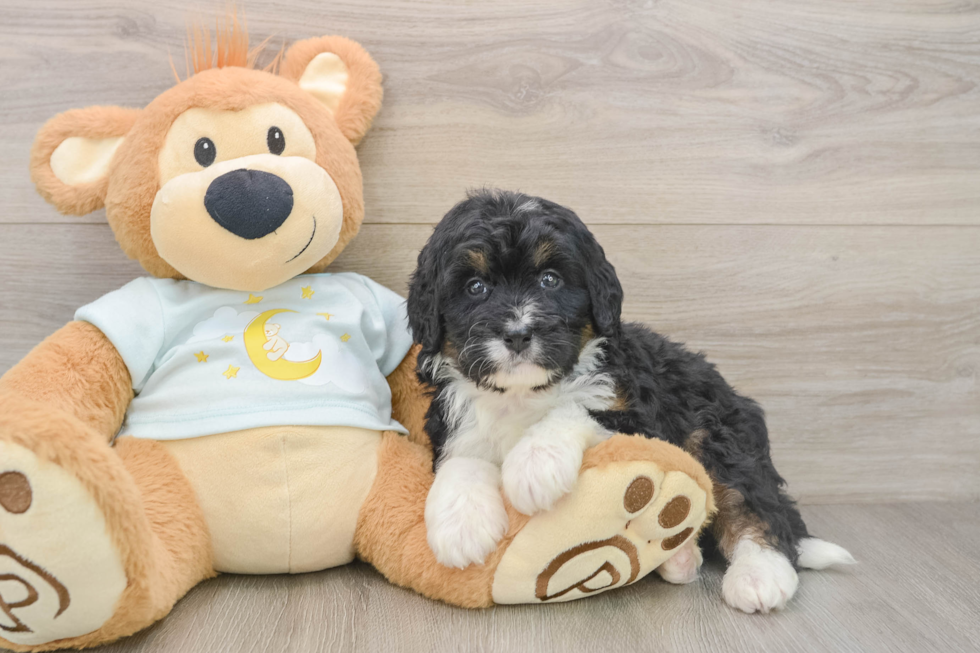 Best Mini Bernedoodle Baby