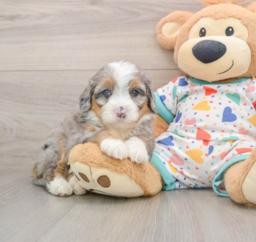 6 week old Mini Bernedoodle Puppy For Sale - Puppy Love PR