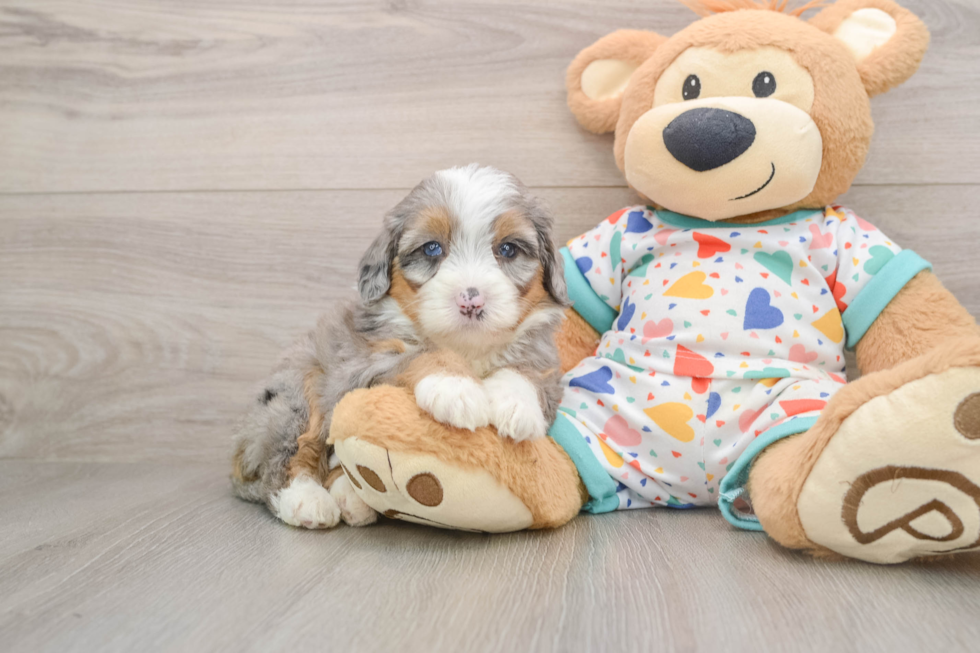 Hypoallergenic Mini Bernadoodle Poodle Mix Puppy
