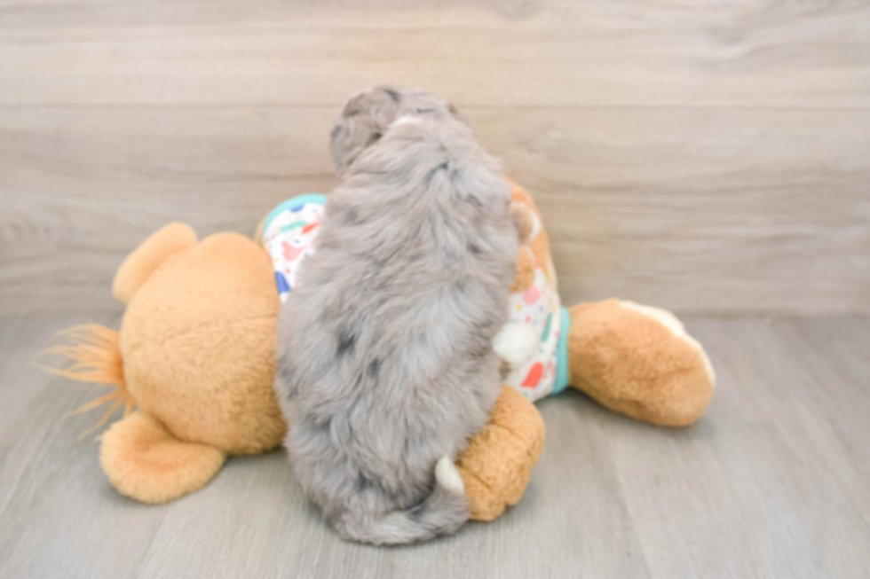 Mini Bernedoodle Puppy for Adoption