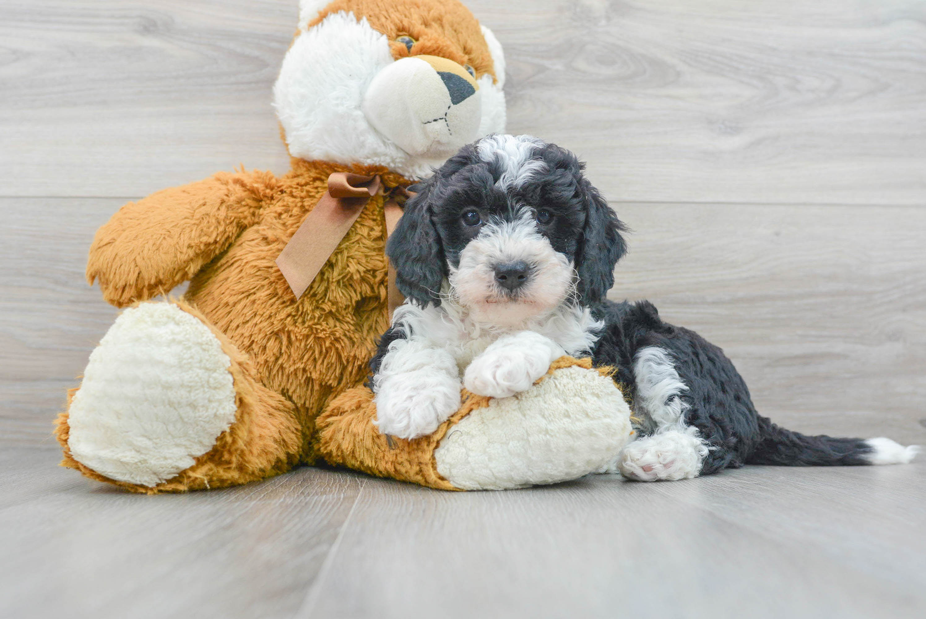 Sweet Mini Bernedoodle Baby