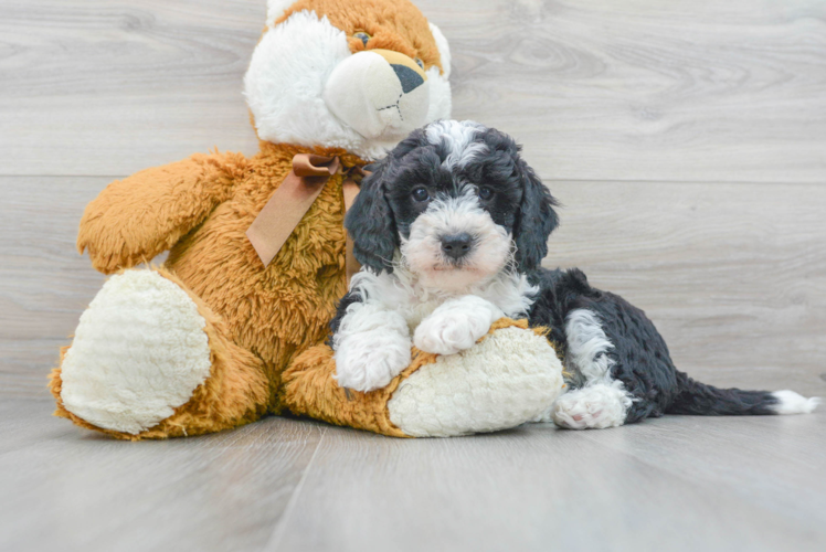 Sweet Mini Bernedoodle Baby