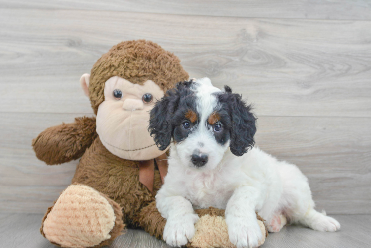 Meet Dianna - our Mini Bernedoodle Puppy Photo 1/3 - Puppy Love PR Hypoallergenic Mini Berniedoodle Poodle Mix Puppy