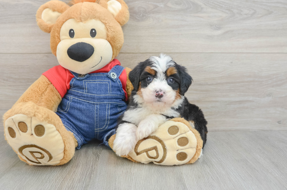 5 week old Mini Bernedoodle Puppy For Sale - Puppy Love PR
